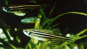 Zebrafish. (Photo courtesy of University Of Oregon)