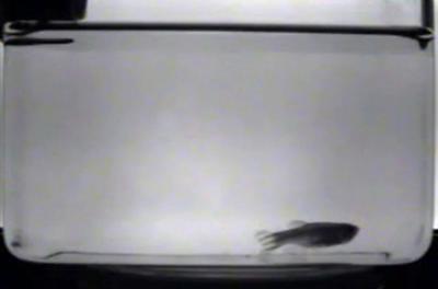 nfrared picture of an adult zebrafish (Danio rerio) sleeping at the bottom of its aquarium. (Credit: Mignot et al.)