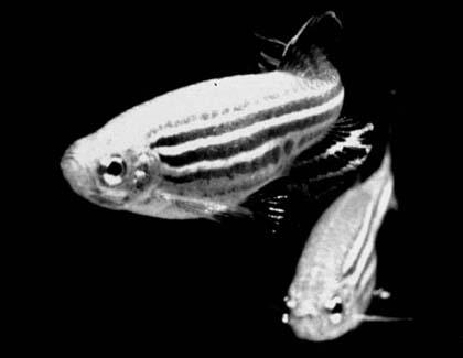 Zebrafish. (Credit: Photo by Lukas Roth)