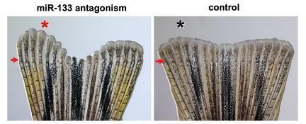 Zebrafish fins. Tweaking the concentration of miR-133 affected fin growth. (Credit: Image courtesy of Duke University Medical Center)