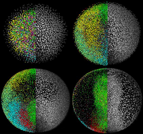 The montage shows the zebrafish digital embryo (left halves, colors encode movement directions of cells) and the microscopy data (right halves) at different time points in zebrafish development. (Credit: Philipp Keller, EMBL)