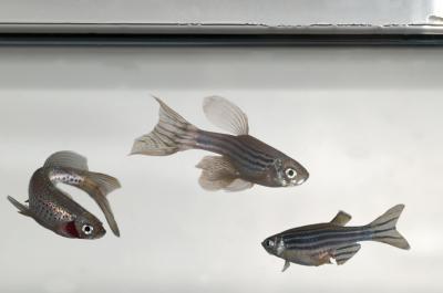 These are zebrafish that were cloned in the Michigan State University Cellular Reprogramming Laboratory. (Credit: G.L. Kohuth, MSU University Relations)