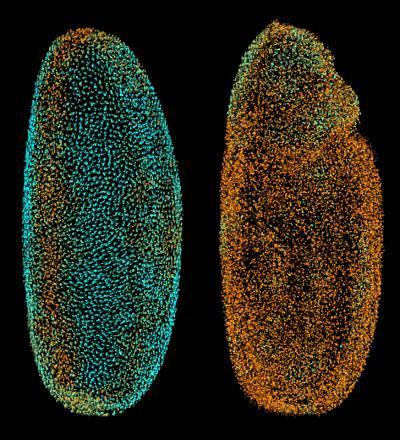 The fly digital embryo is shown here at different developmental stages, with cell nuclei colored according to how fast they were moving (from blue for the slowest to orange for the fastest). The fruit fly embryo is magnified around 250 times. (Credit: Philipp Keller/EMBL)