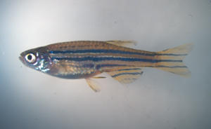 Zebrafish are a type of minnow widely used in scientific research and home aquariums. Small, semi-transparent freshwater fish, they reproduce rapidly and their transparent embryos develop outside the body. Such traits are helpful for viewing biological processes within the embryo or adult tissues. (Credit: Shu Tu)