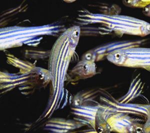 Understanding tissue regeneration in zebrafish could help find a way of regenerating human tissue, say researchers. Credit: Marine Biological Laboratory, Woods Hole