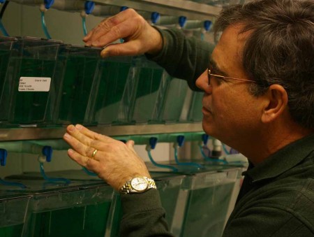 Finding a Cure: FSU biol­ogy pro­fes­sor James Hoerter checks on the fish tanks and oper­a­tions. Hoerter and stu­dents are study­ing melanoma and how stem cells can help to find a cure. Torch File Photo