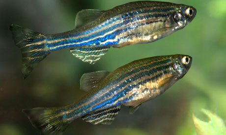 Zebrafish are not just for brightening aquariums, they are key to research. Photograph: Alamy
