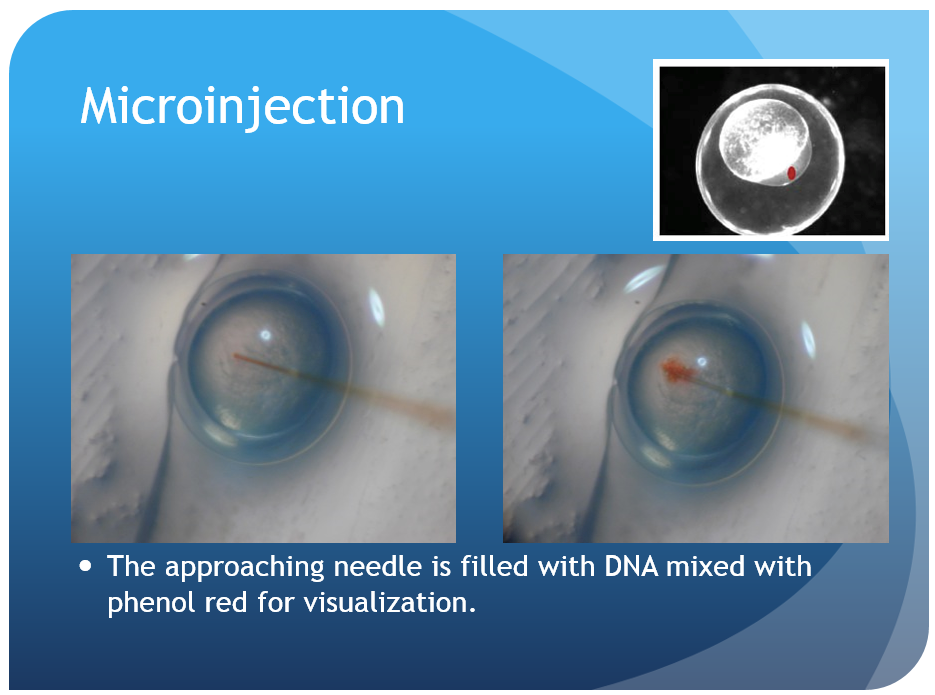 microinjection